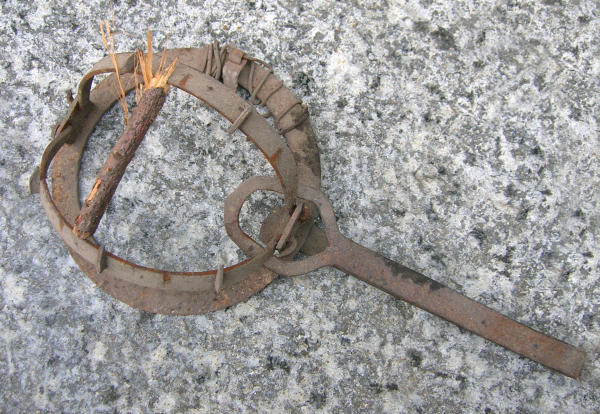 Tagliola