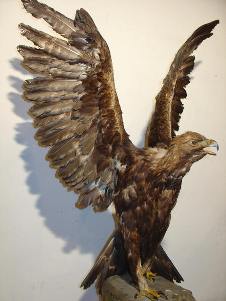 Aquila