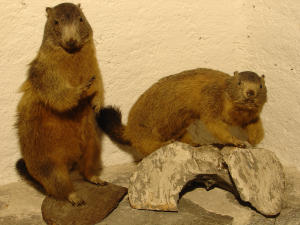Marmotta