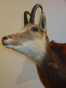 Testa di camoscio