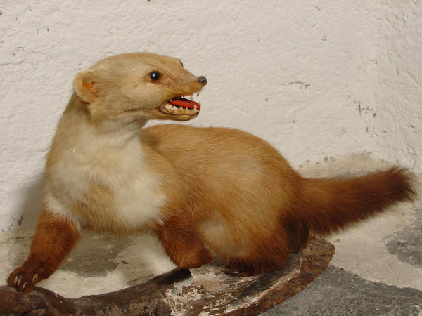 Martora