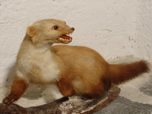 Martora